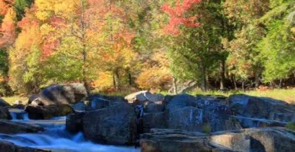 Learn, Grow, and Explore with Animal Reiki